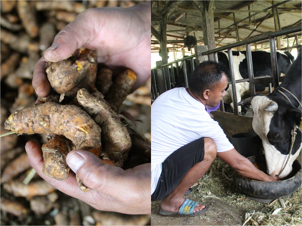 Damis 45, peternak asal Dusun Gondang, Desa Carangwulung saat mengolah empon-empon untuk jamu herbal atasi PMK pada sapi