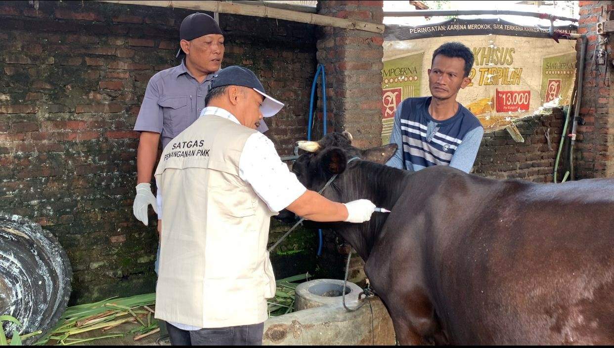 Dinas Peternakan Jombang mulai suntik vaksin ke hewan ternak untuk menekan kasus PMK (18/1).