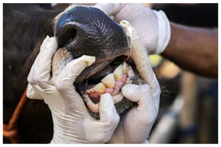 Ilustrasi PMK pada sapi