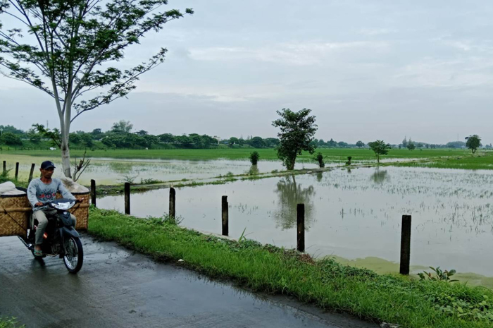 Belasan hektare sawah di Desa Kedungmlati, Kesamben, Jombang masih terendam banjir dan petani harus kembali mengganti tanaman padi mereka