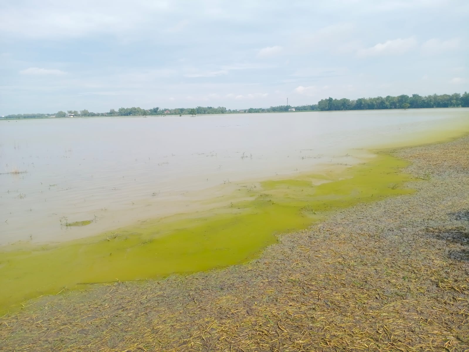 Banjir melanda wilayah Kecamatan kesamben Jombang