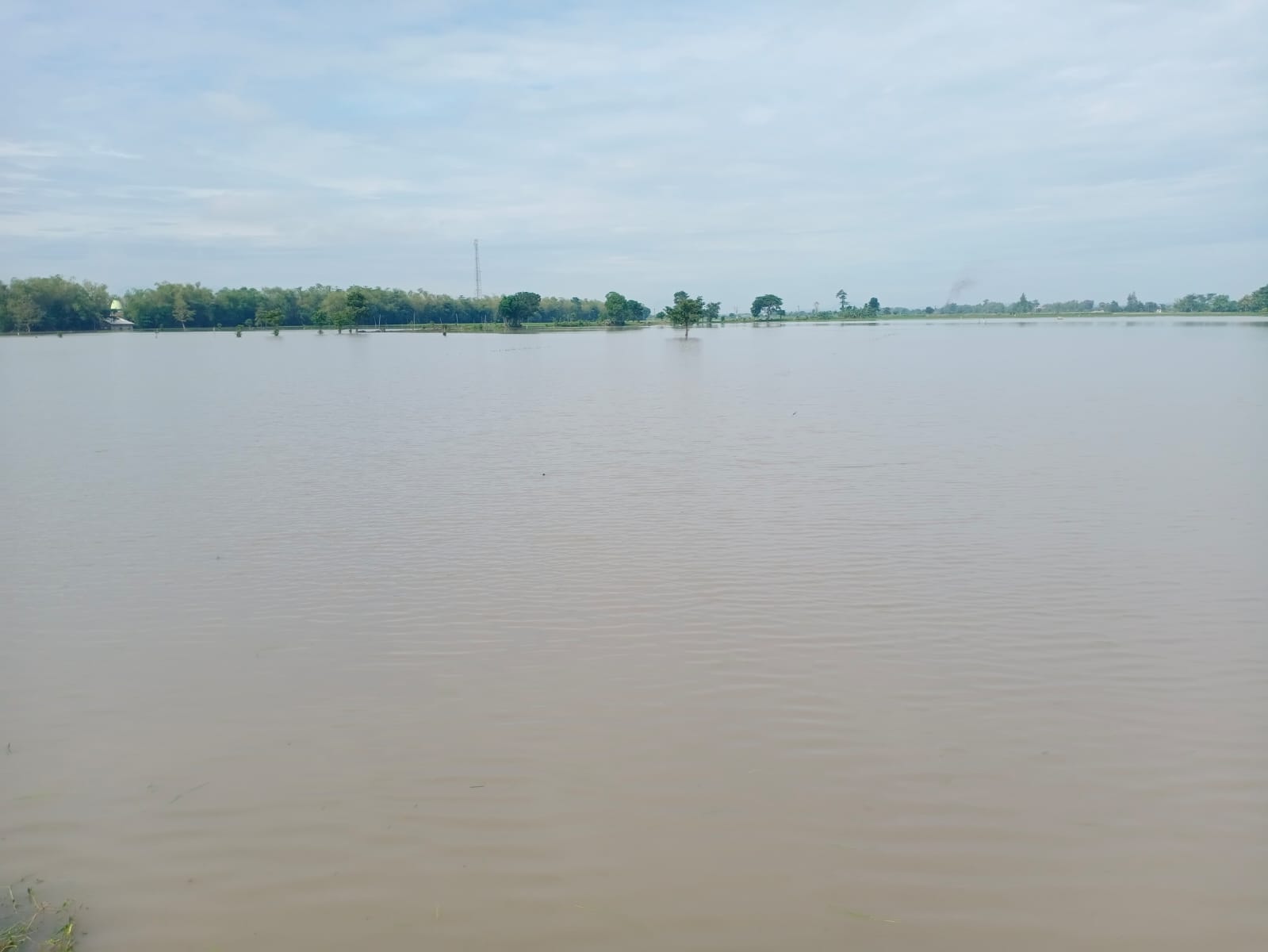 GAGAL PANEN: Sawah yang terendam di Dusun Kandangsapi, Desa Kedungbetik, Kecamatan Kesamben, Jombang, (26/1).