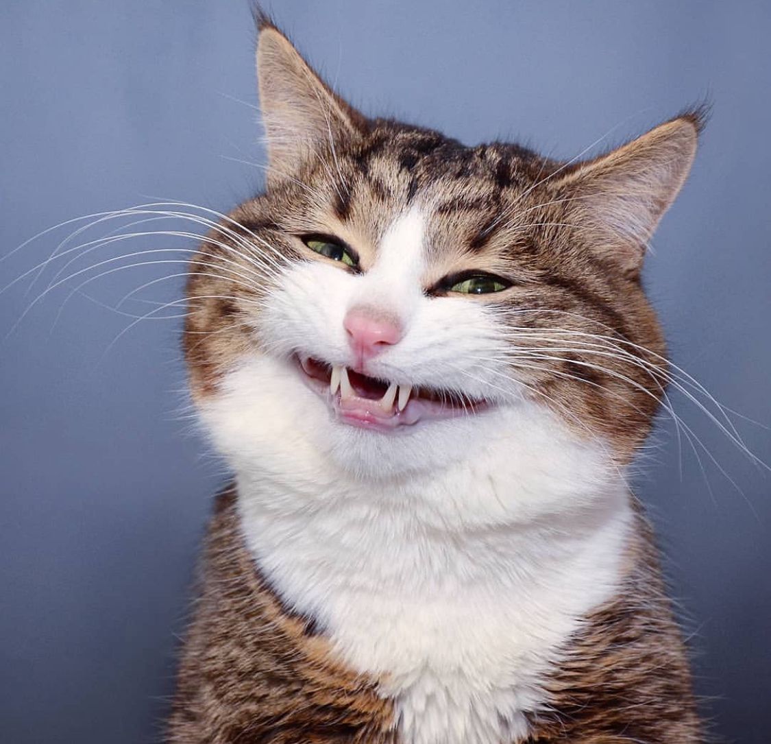 Rexie, Seekor Kucing Disabilitas yang jadi bintang di media sosial