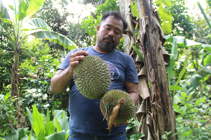 Es Krim Durian Wonosalam ini dibuat dari durian yang masak pohon dan tanpa pengawet