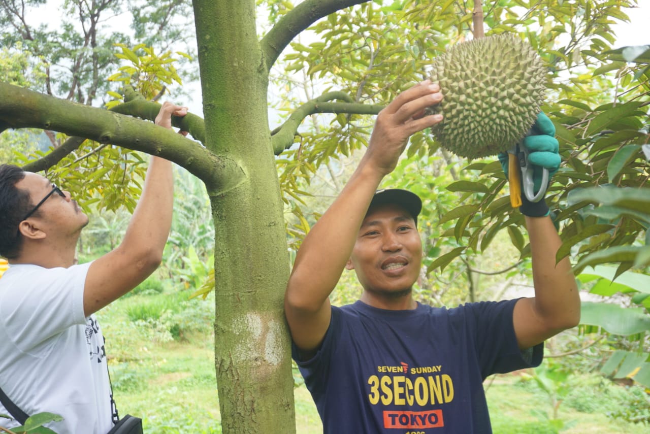 Musir Abdillah, 40 pengelola kebun durian Wonosalam menunjukkan jenis durian musangking masak pohon