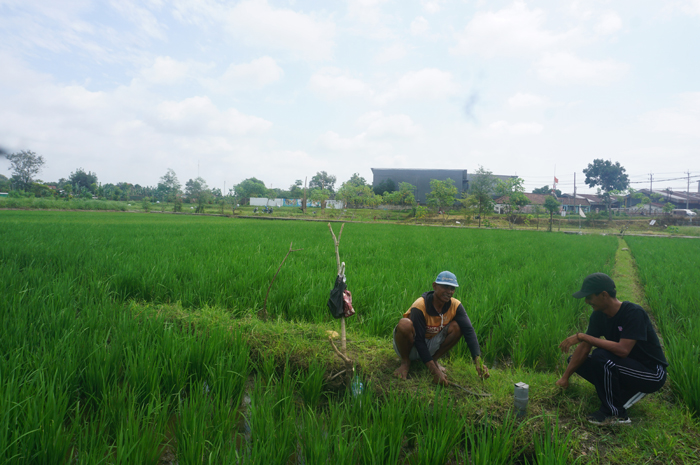 Kepala Desa Dukuhdimoro Muhammad Khoirul Umam (kanan) mendampingi salah satu petani di lahan persawahan Dusun Penanggalan untuk pengembangan sistem pertanian biomassa.