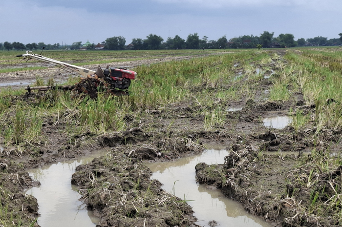 Persawahan di Desa Jatimlerek, Plandaan Jombang ini kini dibiarkan nganggur karena pasokan air dari Dam Karet Jatimlerek tak bisa menjangkau sawah