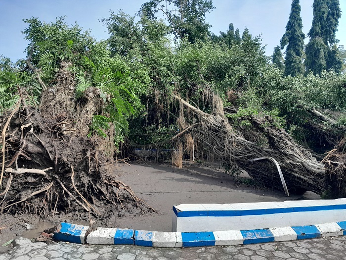 TUMBANG: Kondisi SDN Kedungrejo Megaluh, Jombang yang pohonnya tumbang usai diterjang angin kencang, (10/2).