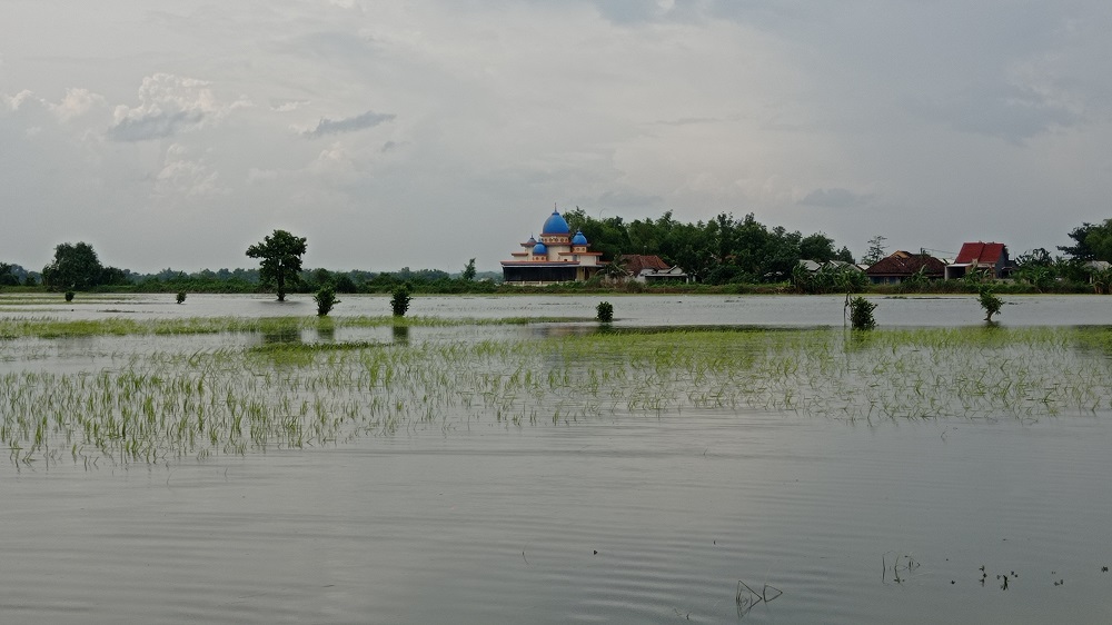 Puluhan hektare sawah di Dusun Ingaskerep, Desa Kedungmlati, Kecamatan Kesamben Jombang masih terendam banjir