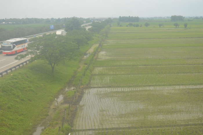 TERDAMPAK: Petani di Desa Kedungmlati, Kecamatan Kesamben tanam ulang padi usai terdampak banjir (17/2).