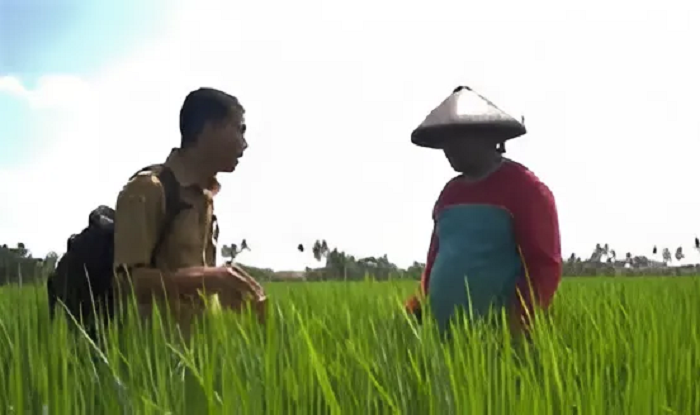 Ilustrasi pegawai PPL Pertanian yang bakal ditarik ke kementrian pertanian