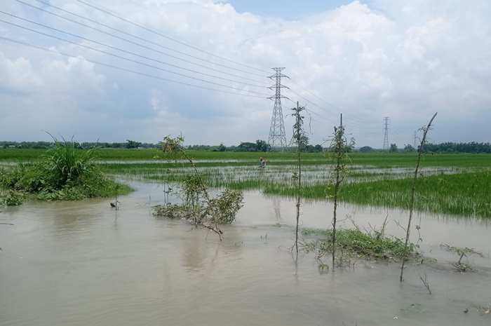 tanaman padi terendam banjir Kali Marmoyo di Desa Jatigedong, Kecamatan Ploso, Jombang Rabu (26/2).