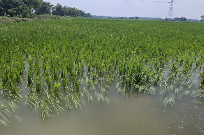 Tanaman padi di Desa Jatigedong, Kecamatan Ploso Jombang yang terendam banjir imbas Kali Marmoyo meluap, Rabu (27/2).