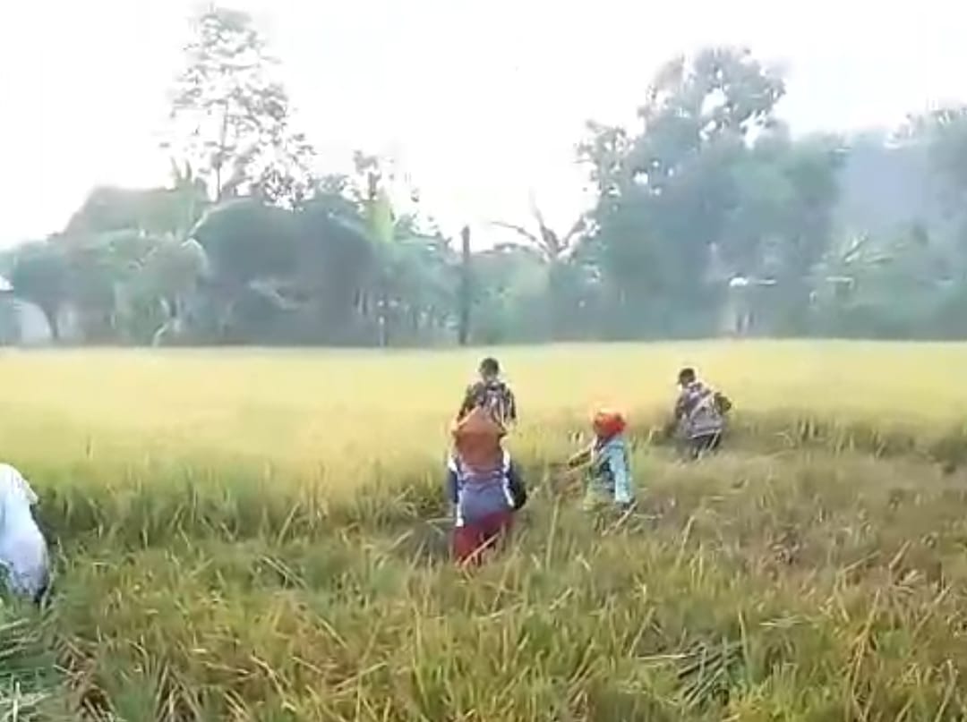 Petani di Sumberingin, Kabuh Jombang tengah panen padi