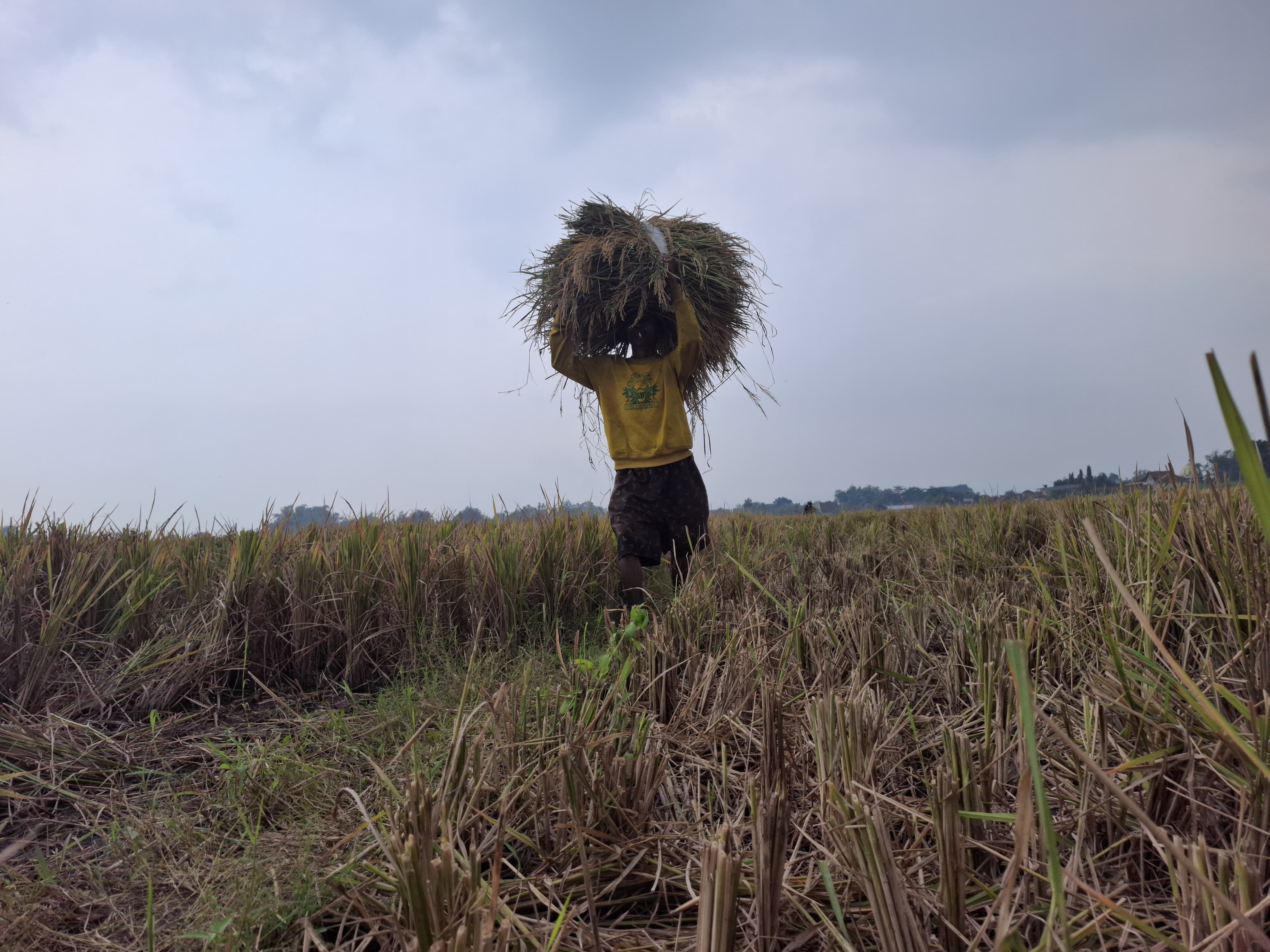 Ilustrasi petani di Jombang sedang panen. Harga jual gabah di Utara Brantas Jombang di atas HPP bulog