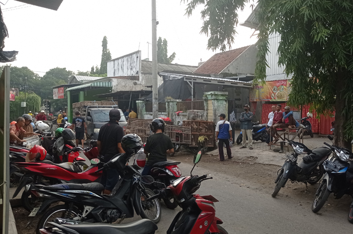 SEMRAWUT: Pedagang unggas balik kucing berjualan di sekitara Pasar Pon, Jombang.