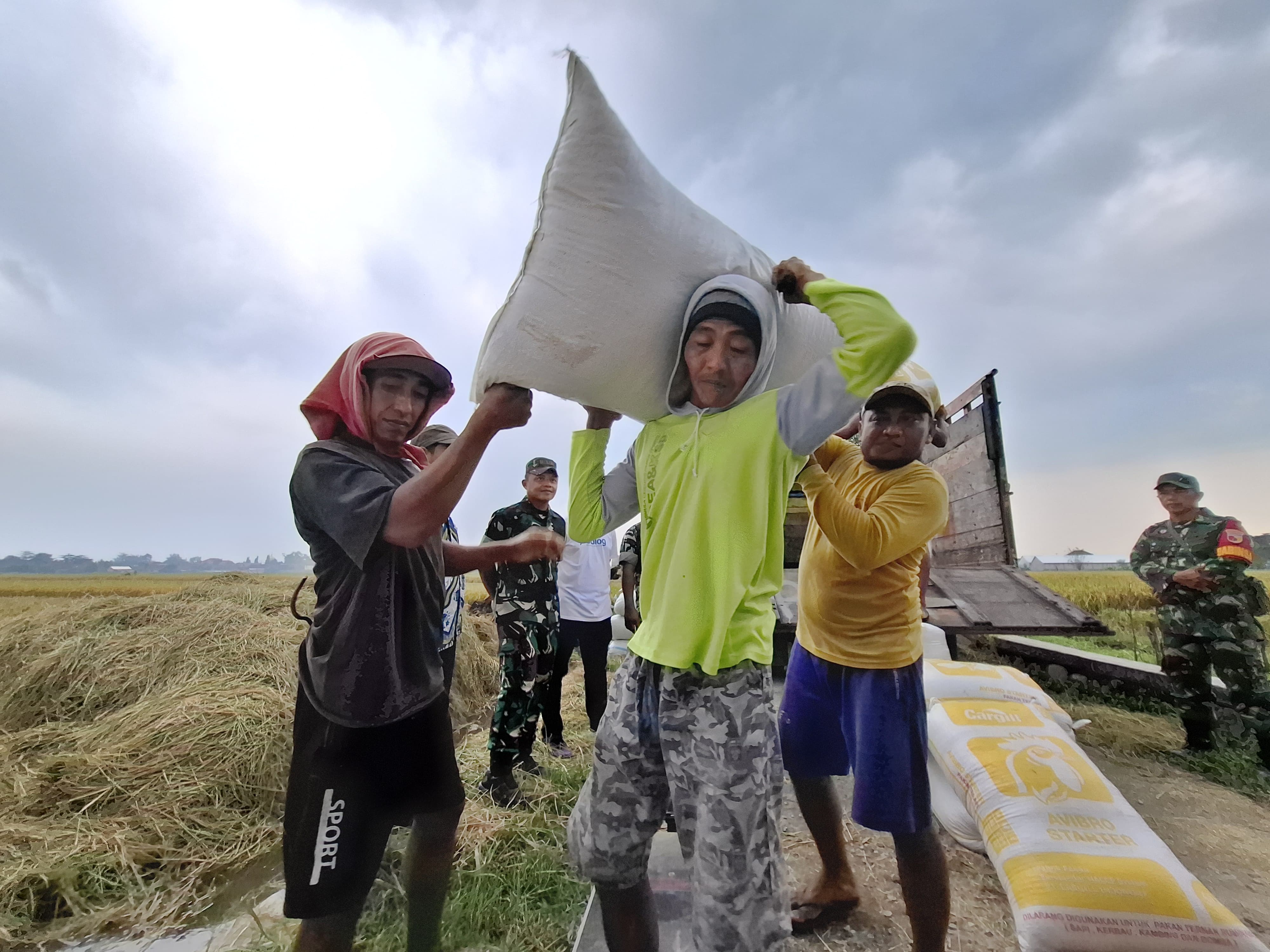 Ilustrasi gabah petani yang sedang diangkut menuju gudang dari sawah