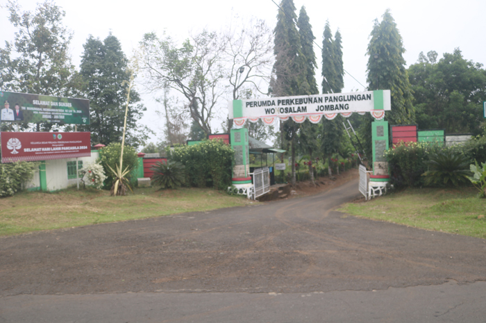 Perusahaan Umum Daerah (perumda) Perkebunan Panglungan di Kecamatan Wonosalam.