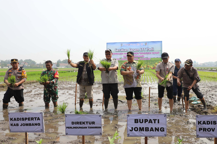 Gerakan tanam padi ini dilaksanakan di Dusun Kalimati, Desa Kendalsari, Kecamatan Sumobito, Jombang, Kamis (10/4).