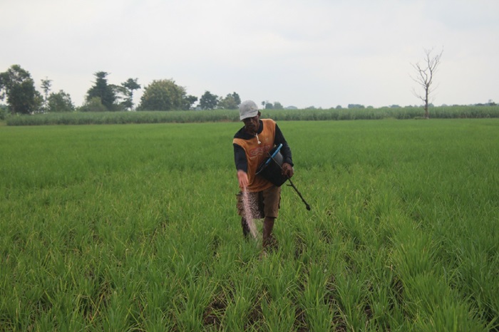 GIAT: Petani saat memupuk padi di sawah Desa gajah, Kecamatan Ngoro, kemarin.
