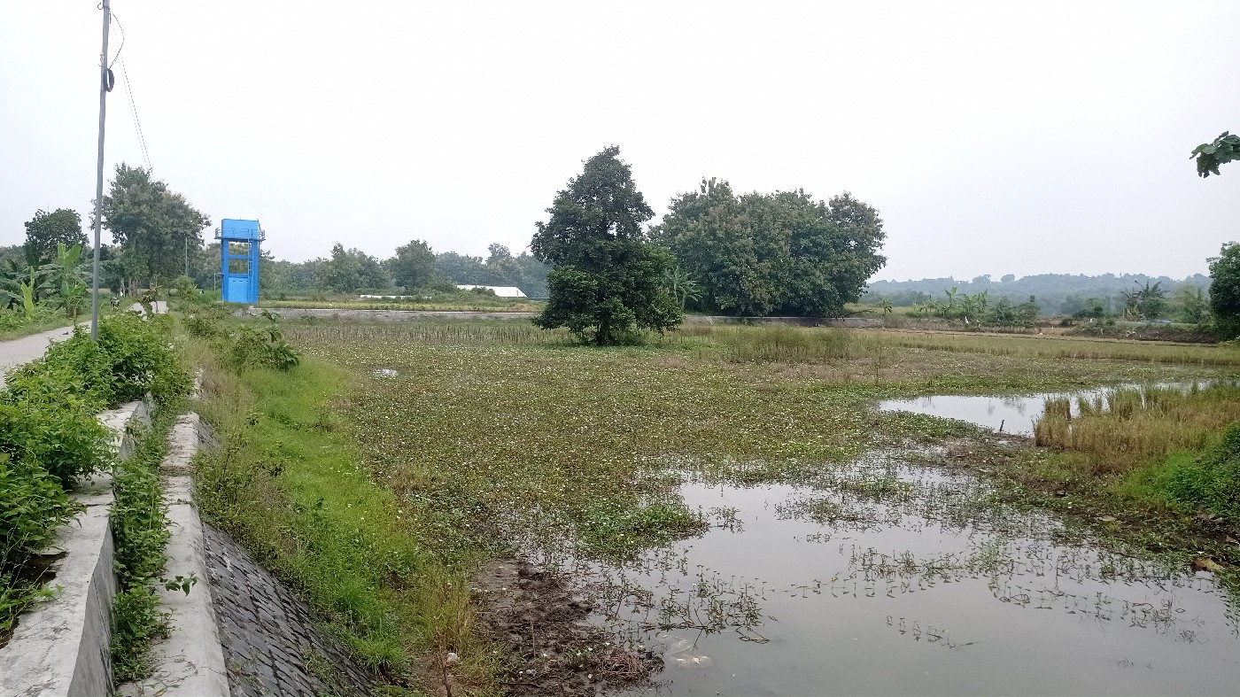 TAK LAGI FUNGSI: Embung Karangpakis di Desa Karangpakis, Kecamatan Kabuh, Jombang tak bisa dimanfaatkan untuk pengairan sawah.