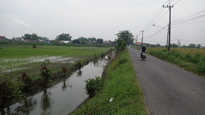 JADI LAHAN MATI: Imbas banjir membuat sawah di Dusung Ingkaskerep, Desa Kedungmlati, Kecamatan Kesamben gagal panen.