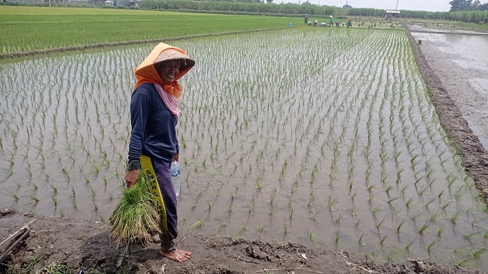 TANAM PADI: Buruh tani menanam padi di Dusun Balongbiru, Desa Balongbesuk, Kecamatan Diwek.