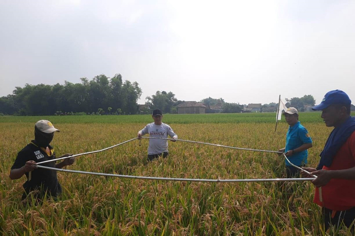 CEKATAN: PPL melakukan penyuluhan ke petani di Kecamatan Bandarkedungmulyo.