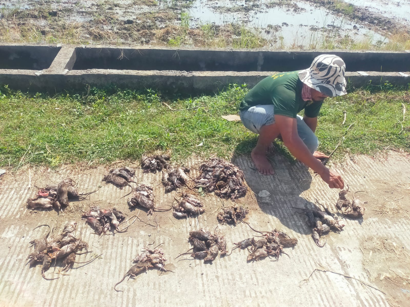 Hasil gropyokan tikus yang dilakukan petani dan pemdes Turipinggir jelang musim tanam