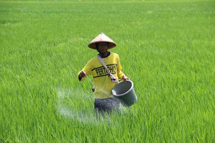 DIPUPUK: Petani di wilayah Kecamatan Mojoagung saat memupuk sawahnya 2024 lalu.