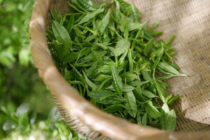Gambar daun teh hijau (Pixabay)