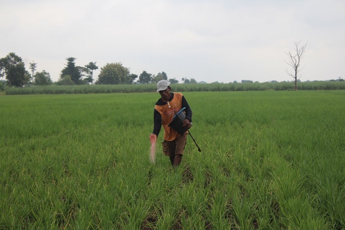 DIGARAP: Petani memberi pupuk tanaman padi di Jombang, Jumat (16/5)