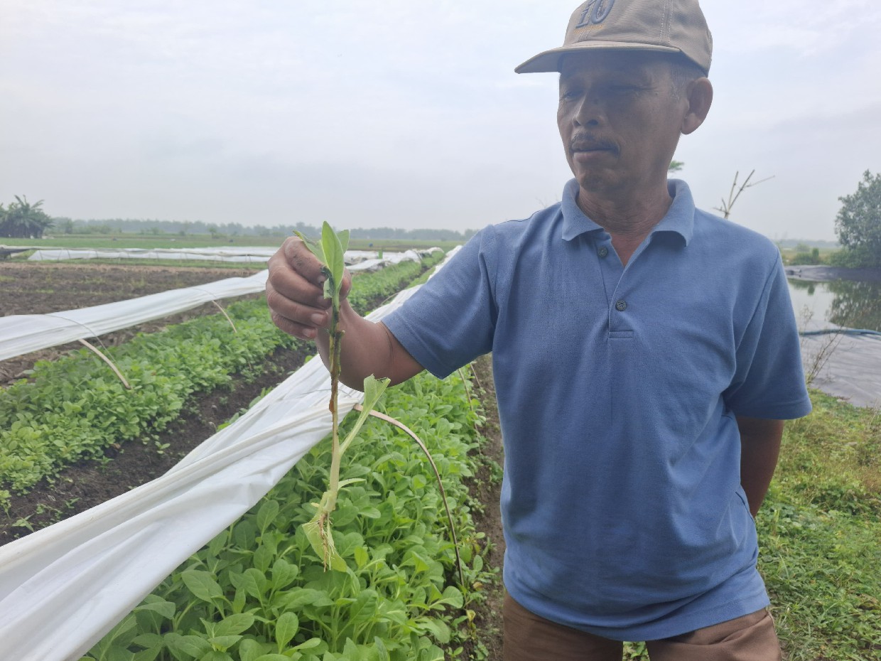 Lasiman menunjukkan bibit tembakau petani di Jombang yang kini mulai membusuk lantaran tak kunjung bisa ditanam