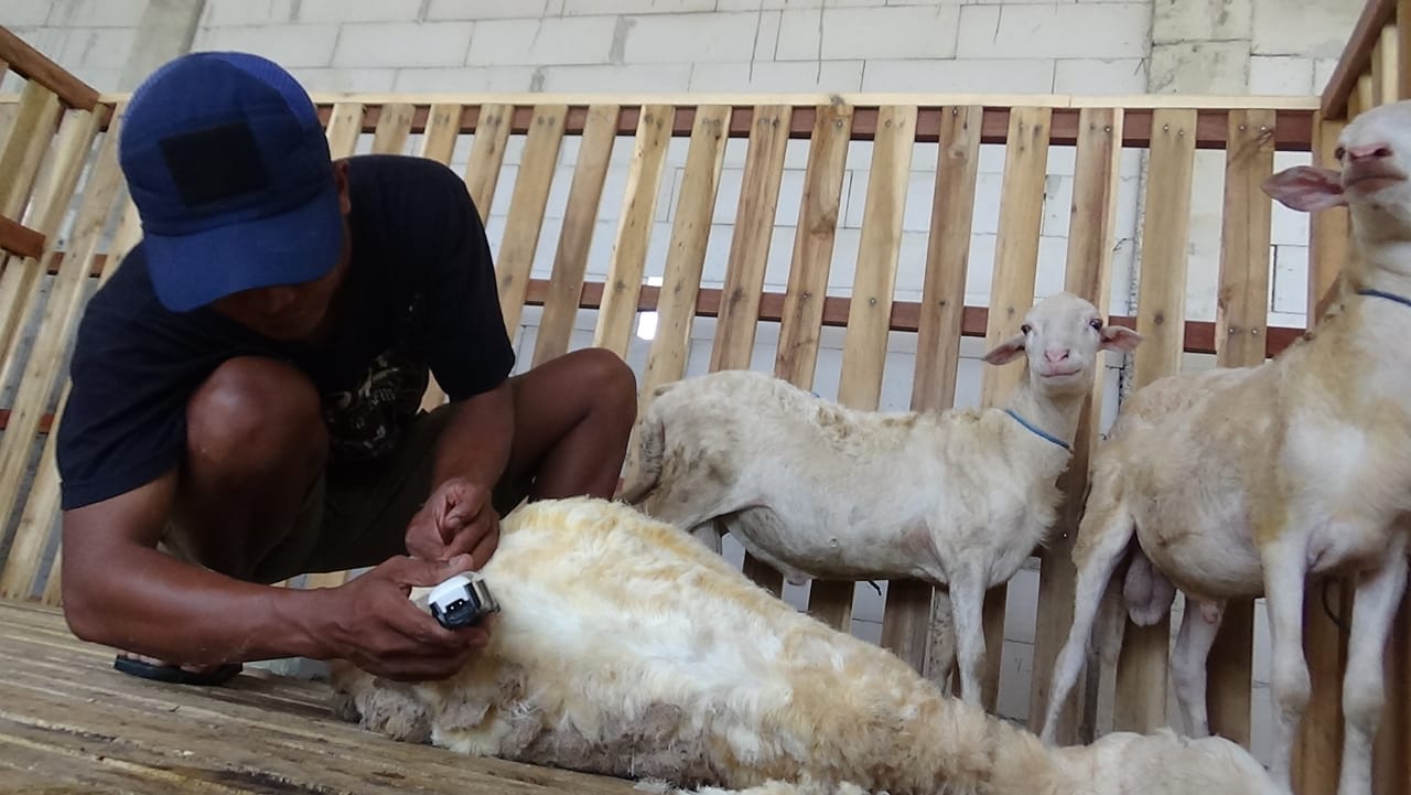 Salon kambing di Jombang ini diyakini bisa menaikkan harga jual hewan