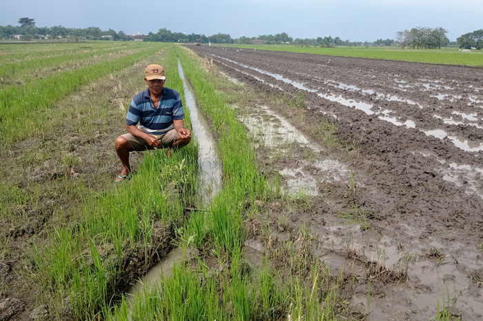 ERUGI: Petani di Desa Gedangan, Kecamatan Sumobito membongkar tanaman semangka dan kembali tanam padi, Senin (19/5).