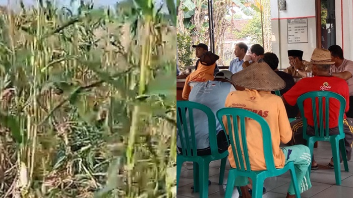 Puluhan petani jagung di Dusun Kedungsari, Desa Balongsari, Kecamatan Megaluh mendatangi balai desa, Senin (2/6) siang.