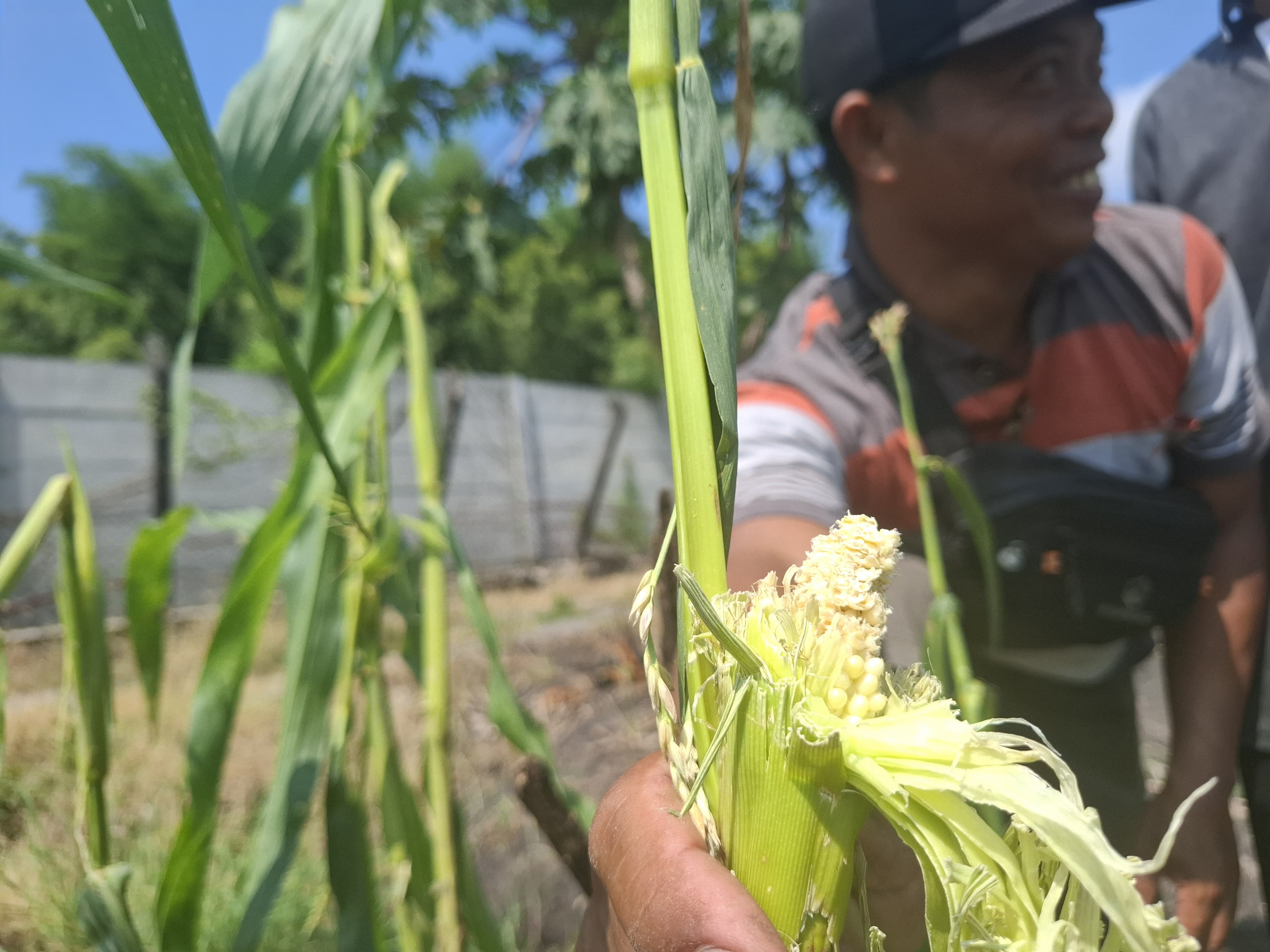 &ndash; Serangan hama tikus ke tanaman jagung petani di Dusun Kedungsari, Desa Balongsari, Kecamatan Megaluh hingga kini terus berlangsung. Hektaran sawah petani Dusun Kedungsari rusak diacak-acak tikus