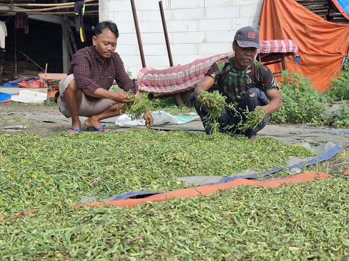 Petani tembakau di Dusun Mabul, Desa Sidokaton, Kecamatan Kudu terpaksa melakukan panen dini karena direndam banjir