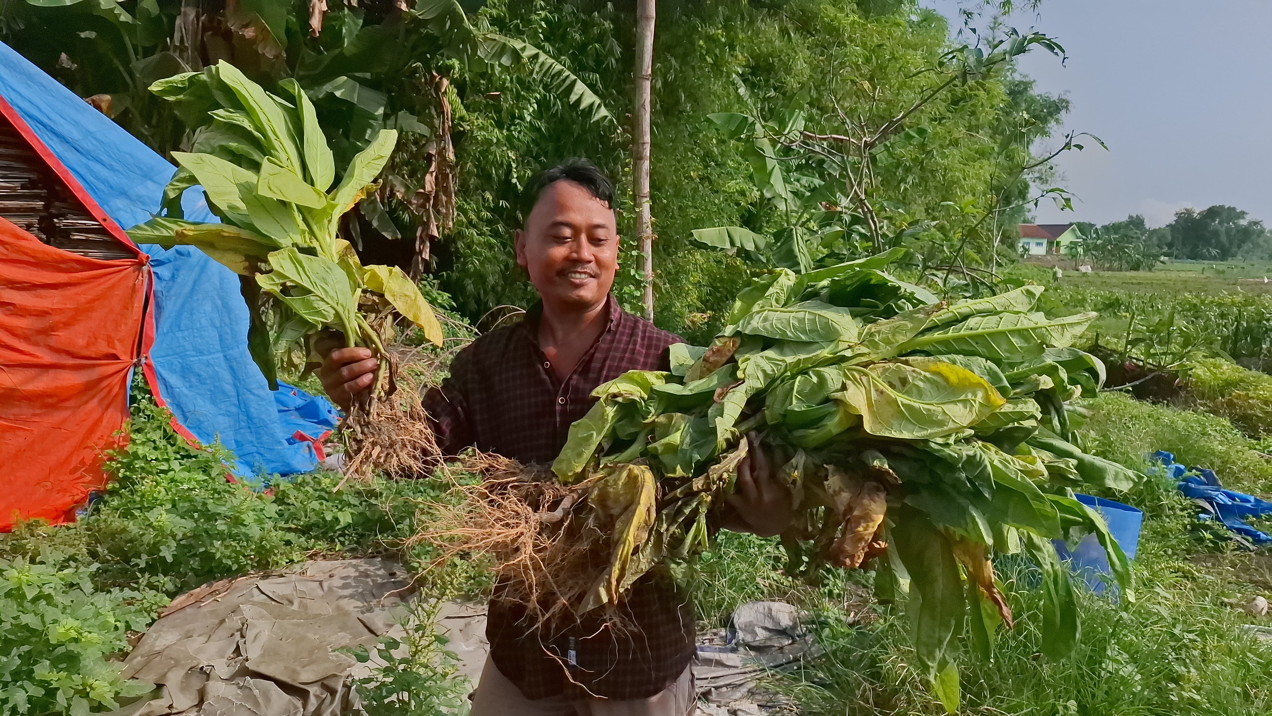 Petani tembakau di utara brantas yang terpaksa memanen dini tanamannya gegara terendam air dan merugi puluhan juta rupiah