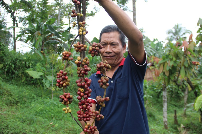 MELIMPAH: Sampiyo, warga Dusun Sumber, Desa/Kecamatan Wonosalam saat memanen kopi di kebunnya, kemarin (2/7).