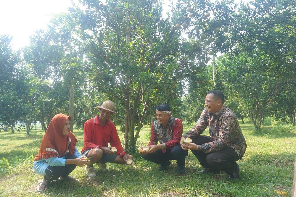 Kepala Desa Ngampungan Rohan (dua dari kanan) didampingi Sekretaris Desa Ngampungan Sandi Hertomo (paling kanan) saat menikmati sensasi wisata petik jeruk Frienda Farm di kebun milik Sutaji dan istri.