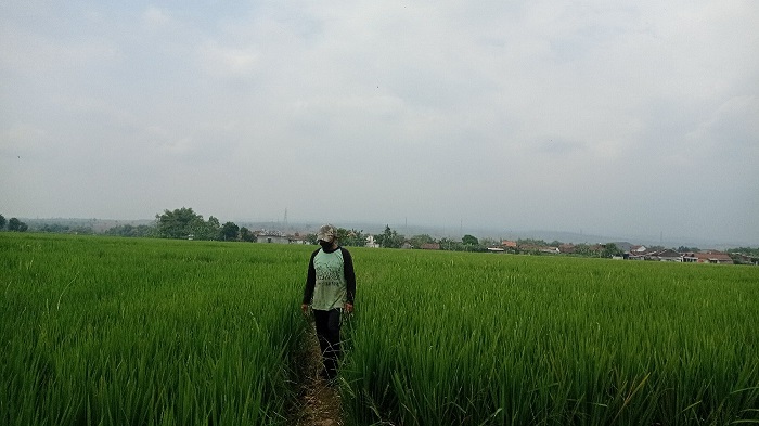 MULAI BERISI: Petani di Desa Grobogan, Kecamatan Mojowarno mengecek tanaman padi (5/7).