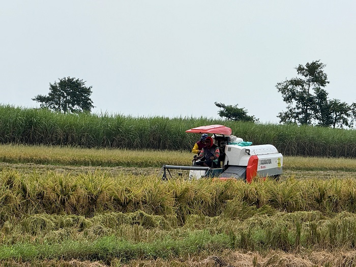 MODERN: Petani panen padi menggunakan combine di Desa Keras, Kecamatan Diwek, kemarin.
