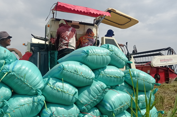 PANEN RAYA: Petani memanen padi menggunakan combine ditengah harga gabah cenderung bagus.