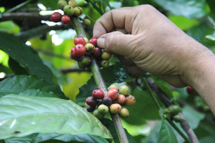 PANEN RAYA: Wwarga Dusun Mendiro, Desa Panglungan, Kecamatan Wonosalam saat panen kopi, Minggu (6/7).