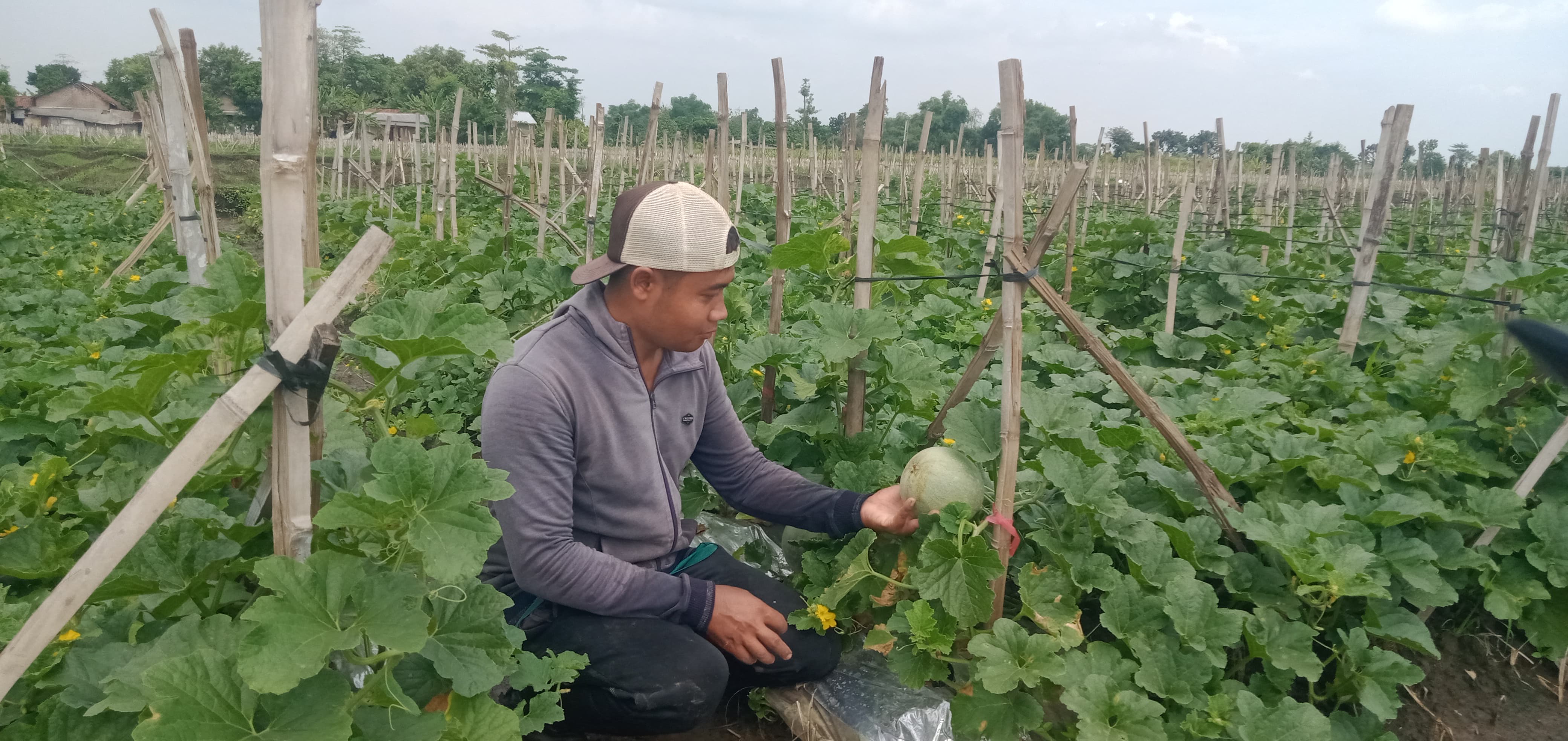 Tanaman melon milik petani di Bandarkedungmulyo, Jombang ini diguyur hujan hingga layu dan terancam rusak