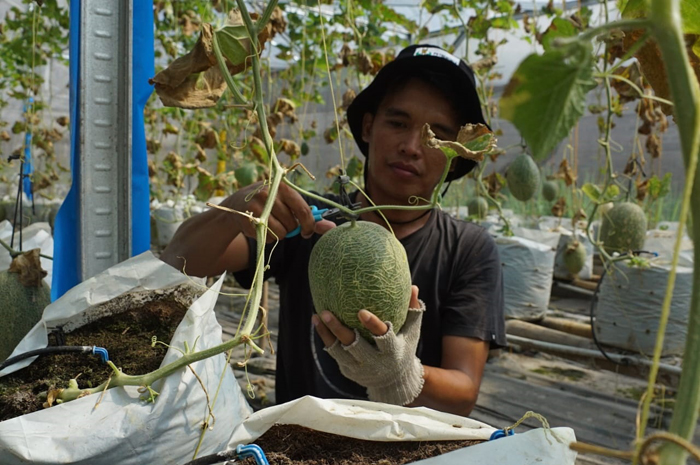 Bagus Andri, 31, pemuda asal Desa Mojongapit ini sukses mengembangkan sistem tanam green house untuk budi daya melon