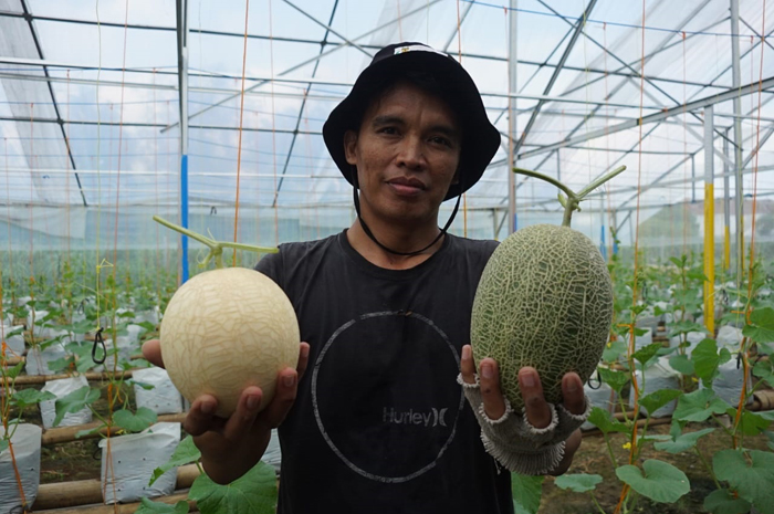 Bagus Andri, 31, pemuda asal Desa Mojongapit ini sukses mengembangkan sistem tanam green house untuk budi daya melon