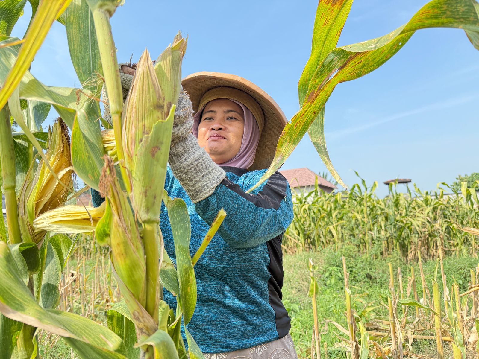 Petani jagung di Kabupaten Jombang mulai memasuki masa panen, Kamis (17/7).