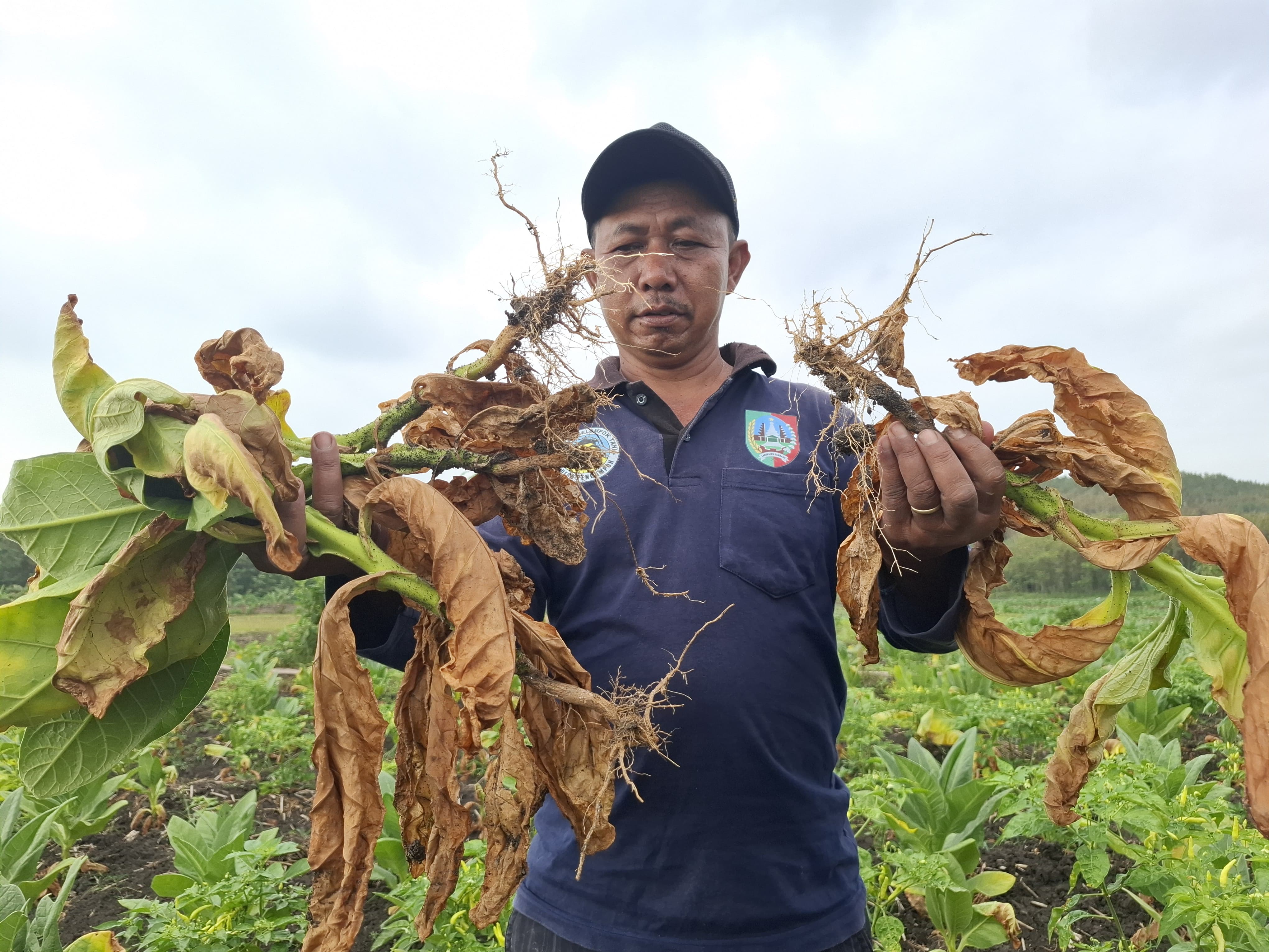 Nasib petani tembakau di Desa Pengampon, Kecamatan Kabuh memprihatinkan karena tanaman rusak.